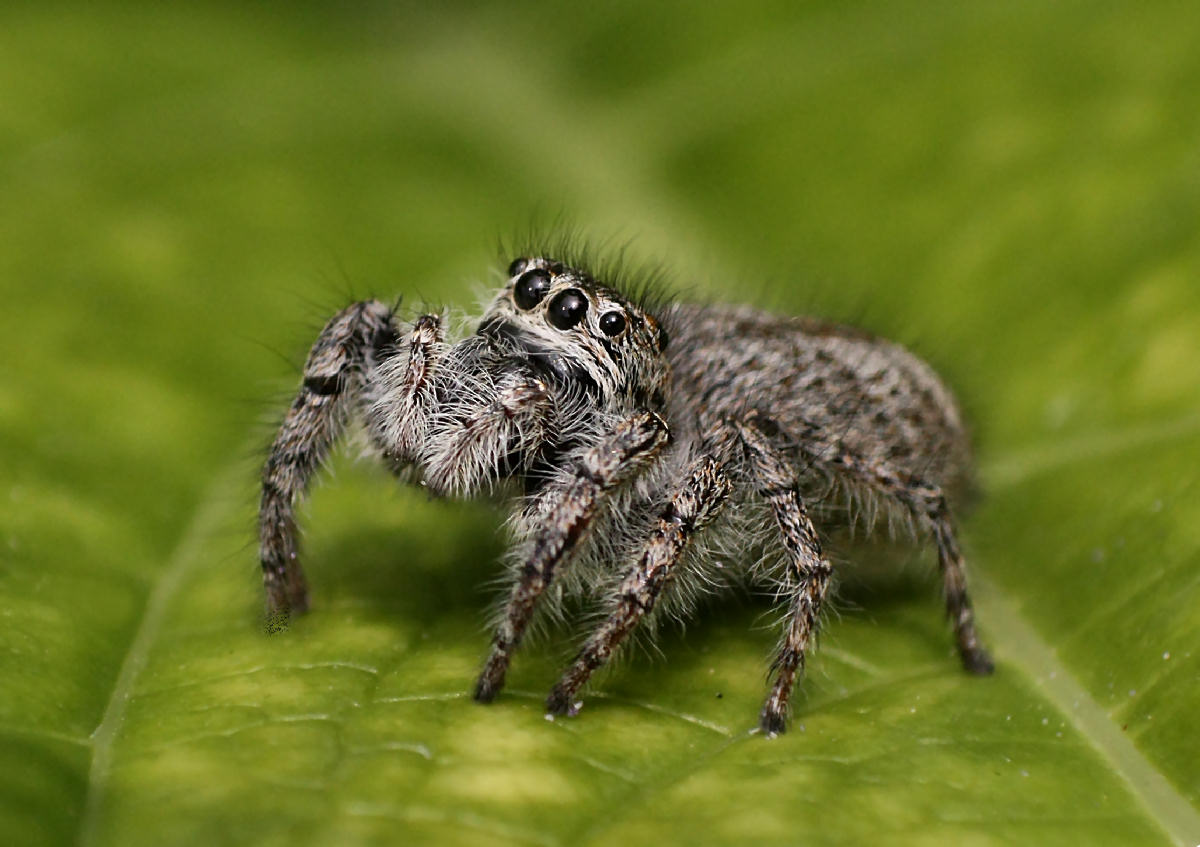 Che occhioni ... - Philaeus chrysops - Lesmo (MB)